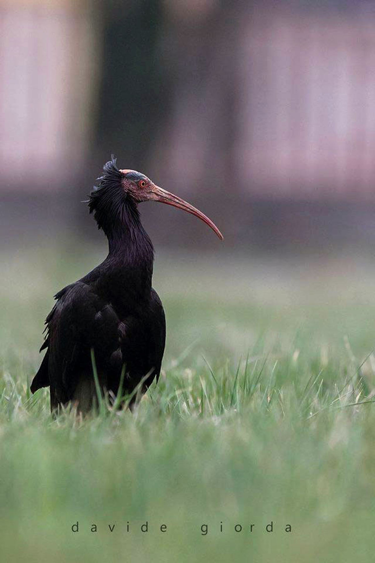 Luigi, il raro Ibis Eremita di passaggio in Valle di Susa durante la sua migrazione verso l'Austria - Davide Giorda